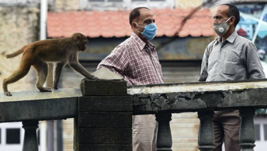 جدري القرود