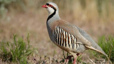 حياة وسلوكيات طائر الحجل