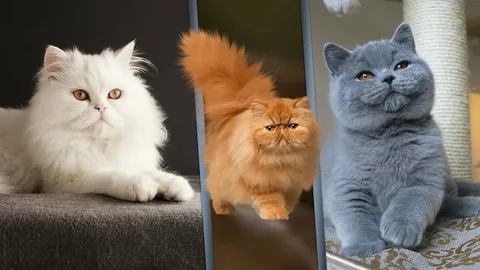 أنواع القطط